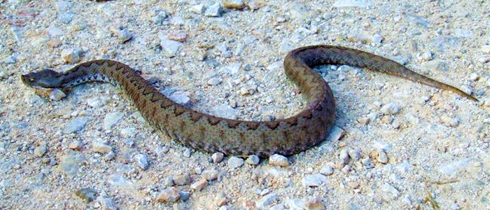 Serpiente cabo de gata